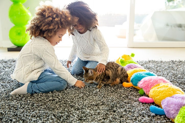 Safety of Carpet Cleaning Chemicals for Pets and Humans