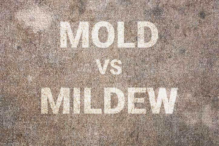 Mold vs. Mildew in Carpets: What’s the Difference?