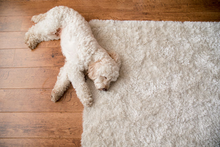 A cockapoo dog lies down on a fluffy rug in the living room.