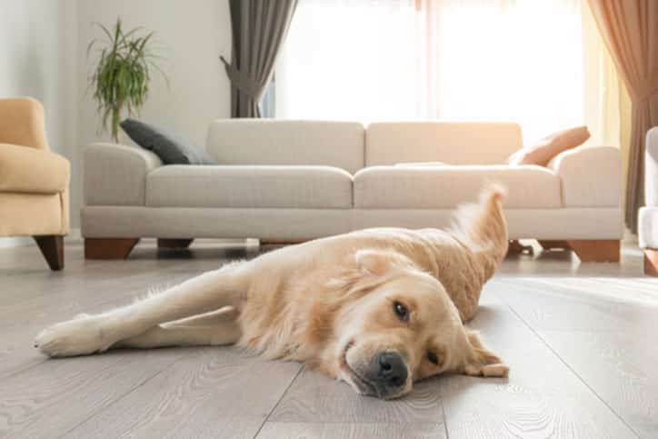 Dog Laying on Floor